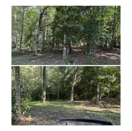 Tallahassee Bush hogging/ Mulching