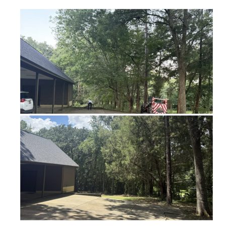 Tallahassee Tree removal/ Stump grinding